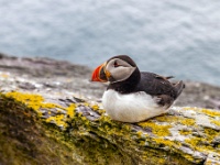 Sceilg Mhichíl / Skellig Michael